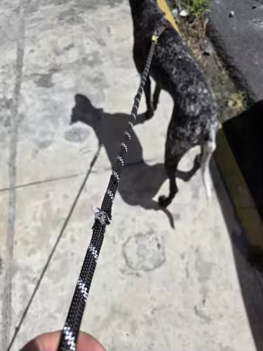 ComfyNook Hands Free Dog Leash